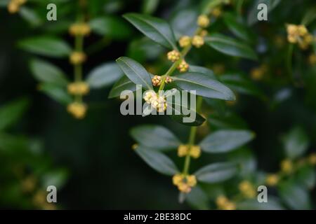 Buxus buds close-up. Sacramento-green bush of boxwood. Dark key. Stock Photo