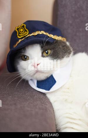 Portrait of a cute funny cat in a police hat and tie Stock Photo - Alamy