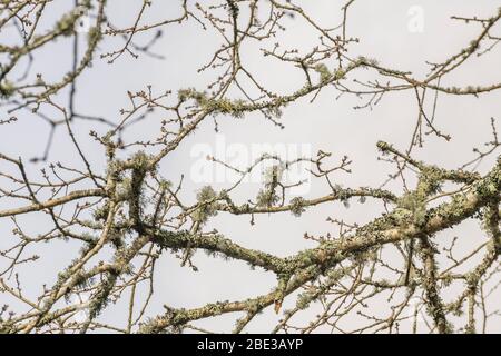 Pale green lichen on small Oak tree branches - perhaps Usnea or Ramalina species, or maybe Parmotrema perlatum lichens. Stock Photo