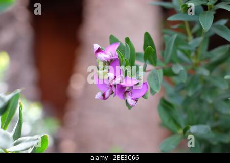 Small simple purple flower on blurred natural background. Stock Photo