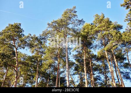 Pine trees against the blue sky, it can be used as a background Stock Photo