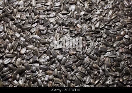 Black sunflower seeds. For texture or background Stock Photo