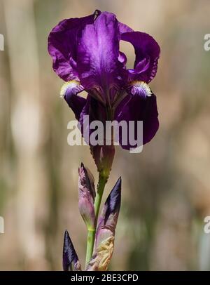 A beautiful purple iris flower stem with a blooming flower, buds, and symbiotic insects. Stock Photo
