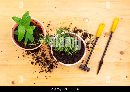 Home gardening. Top view of mint and basil bush in pots, and gardening tools on wooden board. Stock Photo