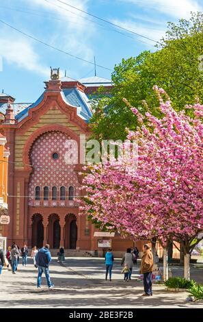 Blossoming pink cherry trees (sakura) on Teatralna Square in Uzhhorod city. Building of Transcarpathian Regional Philharmonic on background Stock Photo