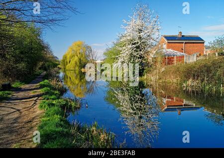 UK,South Yorkshire,Barnsley,Elsecar Canal and Footpath with Blossom in full bloom Stock Photo