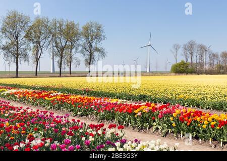 Colorful tulip fields and wind turbines in the Netherlands Stock Photo