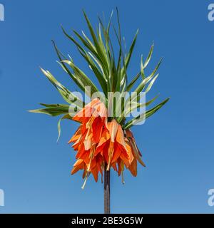Lordly Crown Imperial or Fritillaria imperialis against blue sky Stock Photo