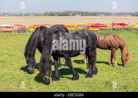 Three horses with blanket grazing near colorful dutch tulip garden Stock Photo