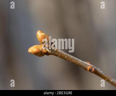 Close up of Twin buds on a Japanese willow in springtime Stock Photo