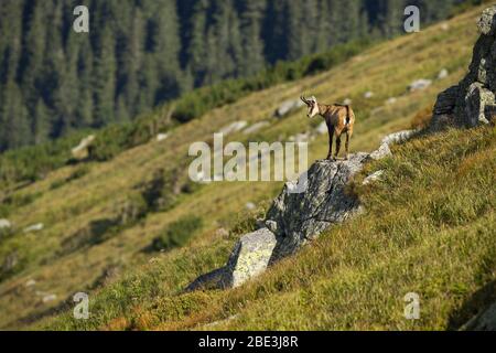 Energetic tatra chamois looking down from a rocky cliff it climbed in mountains Stock Photo