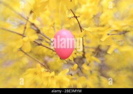 Europa, Deutschland, Brandenburg, Forsythienstrauch mit Osterei Stock Photo