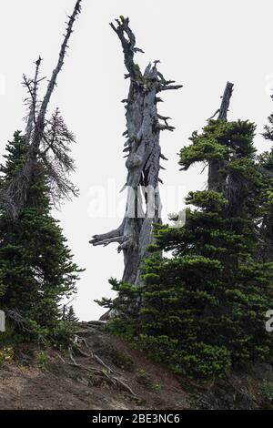 Dead tree trunk beside a  Hiking Trail on Hurricane Ridge Stock Photo