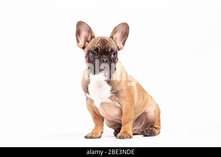 Angry French Bulldog Puppy Stock Photo