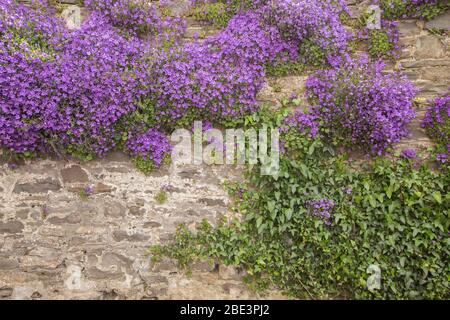 Stone wall and flowering plants Stock Photo - Alamy