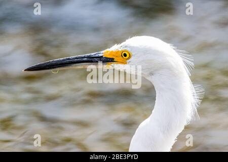 A Little Egret (Egretta garzetta) at the Merced National Wildlife refuge in California Stock Photo