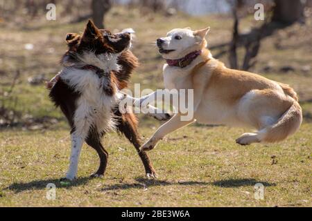 two happy dogs playing outside Stock Photo