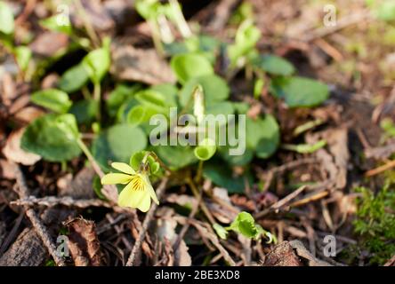 close up of chickweed monkey-flower (Erythranthe alsinoides, formally known as mimulus alsinoides) in bloom on a douglas fir forest floor. Stock Photo