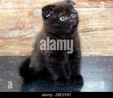 chocolate Scottish fold kitten sitting on a table top, theme beautiful domestic cats Stock Photo