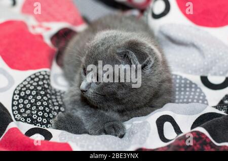 small Scottish lop-eared kitten lying on the bed, beautiful pet cat theme Stock Photo