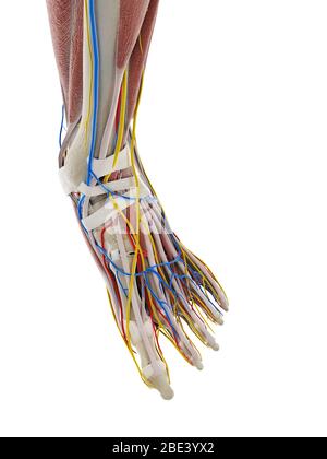 Anatomy of the foot, illustration Stock Photo - Alamy