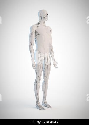 Human anatomy, illustration Stock Photo - Alamy