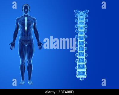 3d illustration of human skeleton thoracic vertebrae bone anatomy Stock ...