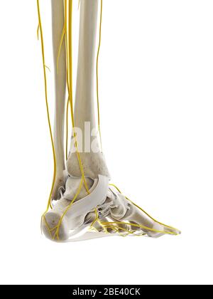 The nerves of the foot Stock Photo - Alamy