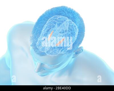 Medial globus pallidus of the brain, illustration. Stock Photo