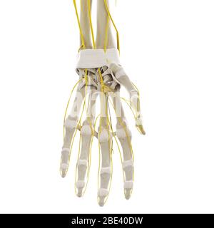 Nerves to the arm and hand Stock Photo - Alamy