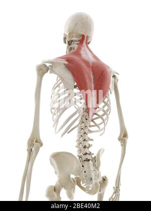 Trapezius muscle, illustration. Stock Photo