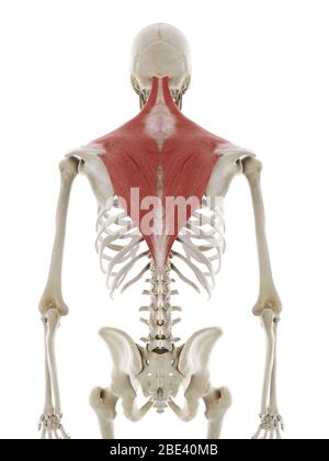 Trapezius muscle, illustration. Stock Photo