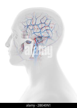Vascular system of the human head and brain, illustration. Stock Photo
