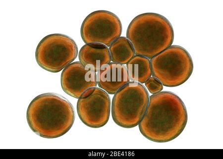 Ureaplasma urealyticum bacteria, computer illustration. U. urealyticum ...