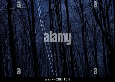Silver birch (Betula pendula) trees in forest at night. Stock Photo