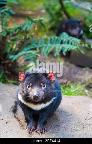 Single mature Tasmanian devil waiting hungrily for feeding time at a Cradle Mountain conservancy park.