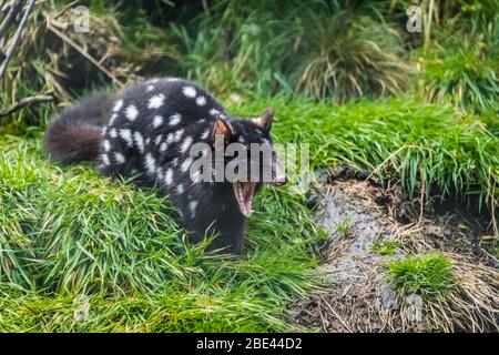 Endangered spotted eastern quoll in a conservancy program at the Tasmanian Devil Sanctuary at Cradle Mountain, Tasmania, Australia Stock Photo