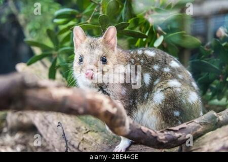 The endangered spotted tail quoll in a breeding program at the Tasmanian Devil Sanctuary at Cradle Mountain, Tasmania, Australia Stock Photo