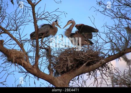 A nesting pair of Great Blue Herons with blue sky background. Lake Wales, Florida, USA Stock Photo