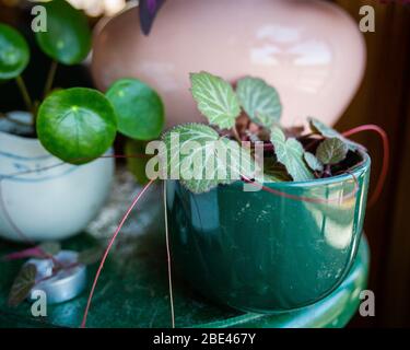 Green leafy houseplant in dark green pot in front of big pink pot and surrounded by other leafy green houseplants on green painted wood surface Stock Photo