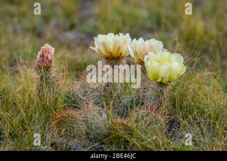 Prickly pear cactus blooming in the Bighorn Basin of Wyoming Stock Photo