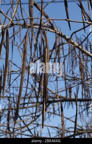 Dry pods on a Catalpa tree branch against a blue sky Stock Photo