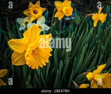 Beautiful spring Daffodils blooming on a sunny morning. Brightly colored blossoms thrust forward against rich green leaves and stem in a sidewalk side Stock Photo
