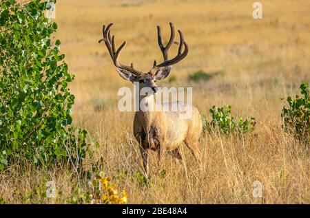 Mule deer (Odocoileus hemionus) stag with antlers standing in long grass looking at the camera; Steamboat Springs, Colorado, United States of America Stock Photo