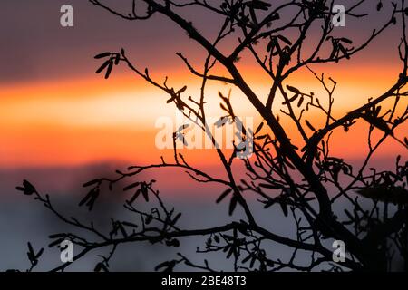 Red Alder (Alnus rubra) branches are silhouetted at sunset on the Oregon Coast, Winema Beach; Oregon, United States of America Stock Photo