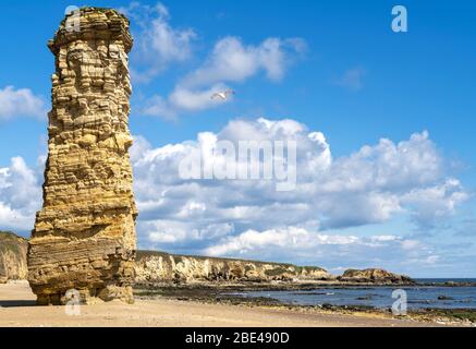 Lot's Wife Sea Stack, Marsden Bay; Tyne and Wear, England Stock Photo