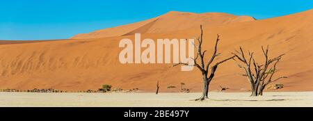 Deadvlei, a white clay pan surrounded by the highest sand dunes in the world, Namib Desert; Namibia Stock Photo