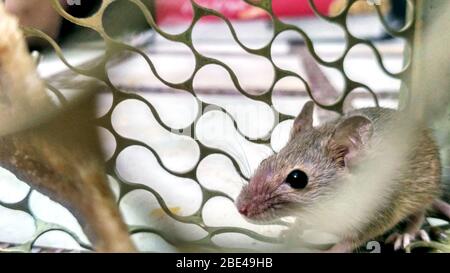 A small mouse trapped in a metal cage close-up shot Stock Photo