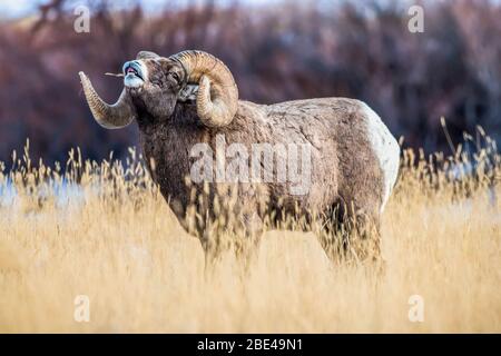 Large Bighorn Sheep ram (Ovis canadensis) with massive horns performs lip curl (flehmen) display during the rut near Yellowstone National Park Stock Photo