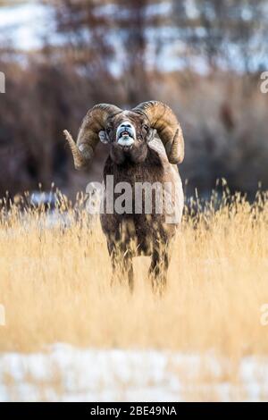 Large Bighorn Sheep ram (Ovis canadensis) with massive horns performs lip curl (flehmen) display during the rut near Yellowstone National Park